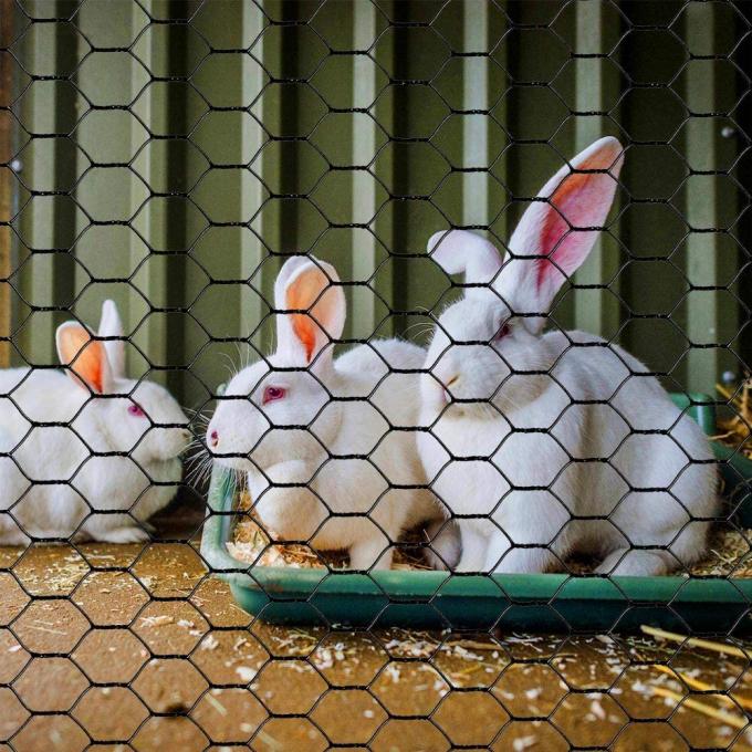 40mmx40mm PVC Coated Hexagonal Chicken Wire Mesh