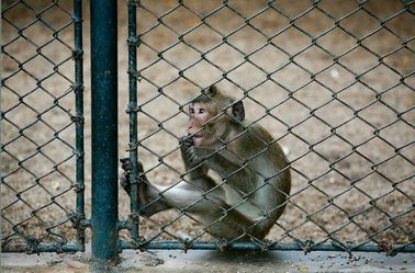 50x50mm galvanized chain link fence for animal zoo