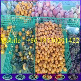 Large Stock of China Store Fruit Stall Shelf Fence with Good Price