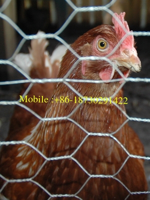 Hot Dipped Galvanized After Weaving Chicken Wire