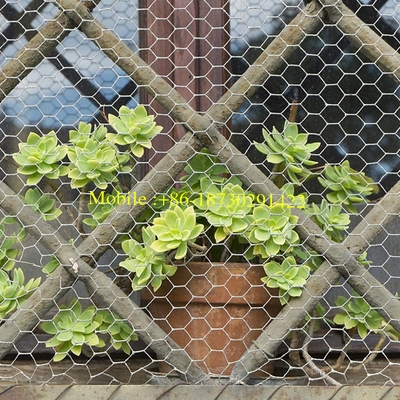 Galvanized Hexagonal Wire Netting Chicken Wire Mesh