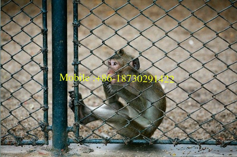 50x50mm galvanized chain link fence for animal zoo