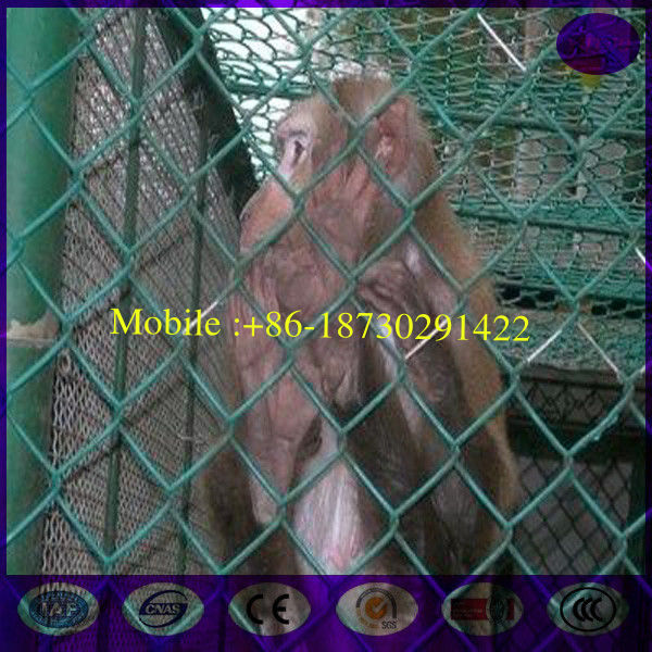 Green Vinyl Coated Chain Link Fence in diamond mesh hole shape for animal zoo