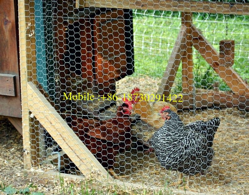 Chicken Wire Mesh for Poultry Netting/ Hexagonal Wire Netting